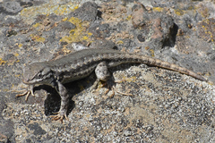 Sceloporus graciosus graciosus