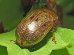 Gonioctena pallida