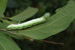 Norracoides basinotata