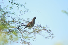 Callipepla douglasii