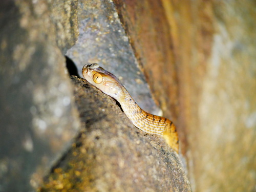 Brown Tree Snake sighting