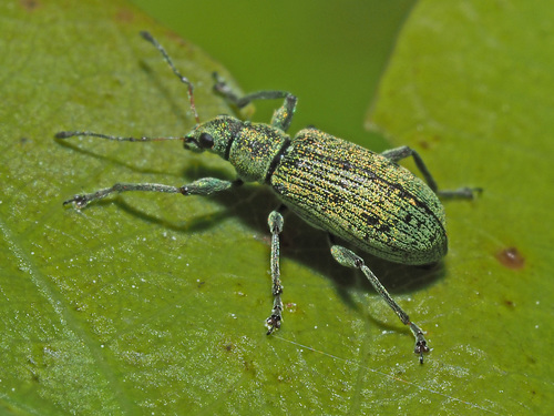 Deer Broad-nosed Weevil