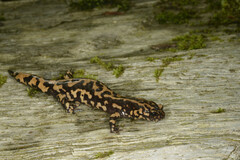 Tsurugi Salamander photo 1