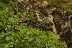 Tsurugi Salamander photo 2