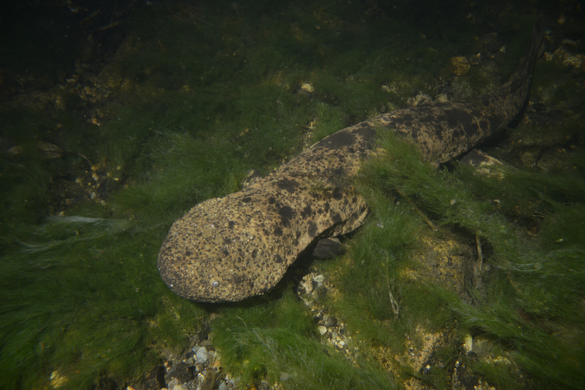 Andrias japonicus (Temminck, 1836)