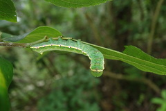 Norracoides basinotata