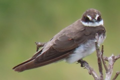 Banded Martin photo 2