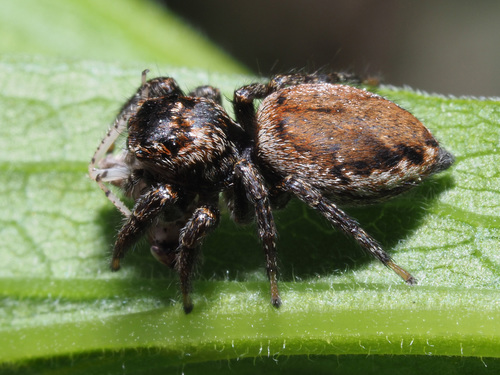 Blizgantysis Musėgaudis nuotrauka