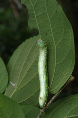 Norracoides basinotata