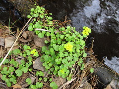 Chrysosplenium serreanum