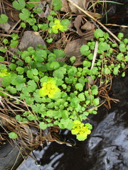 Chrysosplenium serreanum