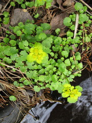 Chrysosplenium serreanum