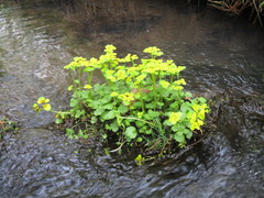 Chrysosplenium serreanum