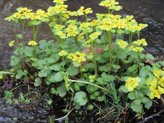 Chrysosplenium serreanum