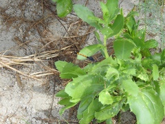 Rayjacksonia phyllocephala