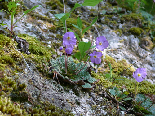 Ramonda nathaliae, photograph 6