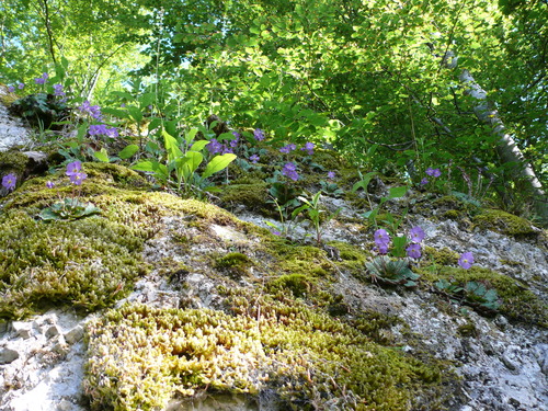 Natalie's Ramonda photographed in Kosovo
