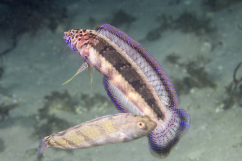 Snakeskin wrasse (Eupetrichthys angustipes) — Labridae