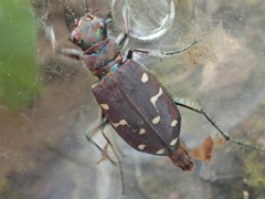 Cicindela oregona oregona