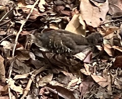 Red-Legged Crake photo 4