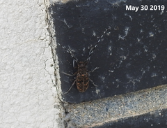 Monochamus saltuarius