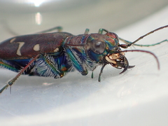 Cicindela oregona oregona