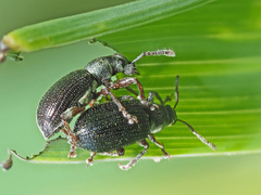 Phyllobius viridicollis