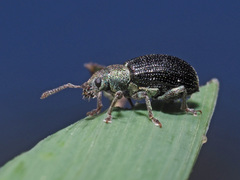 Phyllobius viridicollis