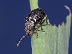 Phyllobius viridicollis