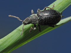 Phyllobius viridicollis