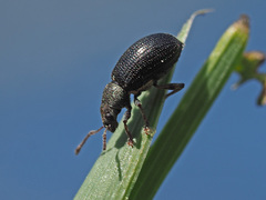 Phyllobius viridicollis