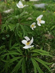 Anemonoides caerulea