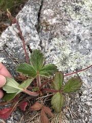 Fragaria chiloensis