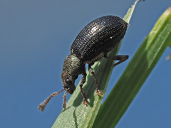 Phyllobius viridicollis