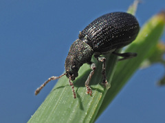 Phyllobius viridicollis