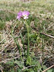Primula cortusoides
