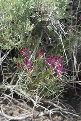 Astragalus casei