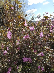 Rhododendron ledebourii