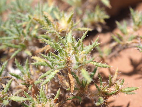 Image of Tiquilia latior by (c) Hugo Innes, some rights reserved (CC BY)