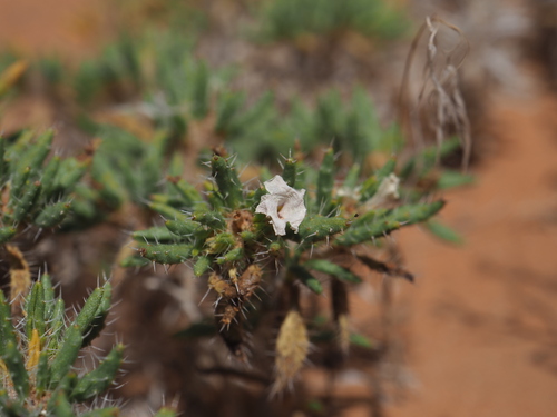 Image of Tiquilia latior by (c) Hugo Innes, some rights reserved (CC BY)
