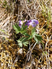 Viola dissecta