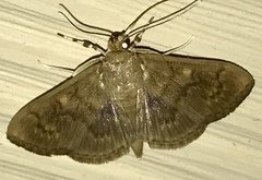 Herpetogramma aeglealis