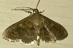 Herpetogramma aeglealis