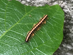 Helicorthomorpha