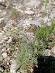 Dianthus acicularis