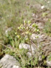 Allium tulipifolium