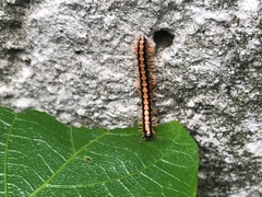 Helicorthomorpha