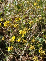 Draba sibirica