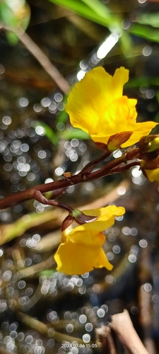 Image of Utricularia vulgaris by no rights reserved