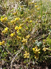 Draba sibirica
